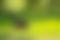 Lose Your Lawn (or part of it)